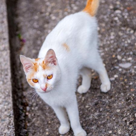 Bega Apartman Mostar Luaran gambar